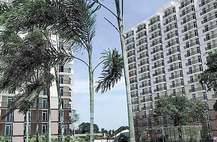 Bh Mangrove